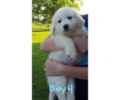 Full-blooded Great Pyrenees 4 males, 3 females available - 5