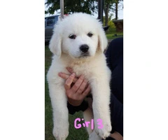 Full-blooded Great Pyrenees 4 males, 3 females available - 6