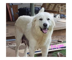Full-blooded Great Pyrenees 4 males, 3 females available - 7
