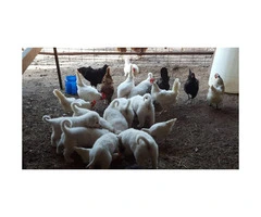 Full-blooded Great Pyrenees 4 males, 3 females available - 9
