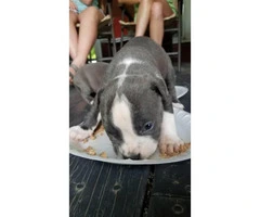 Bully puppies for Sale - one Male & one female left