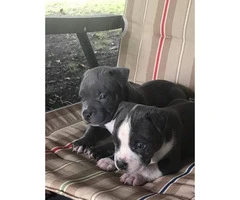 Bully puppies for Sale - one Male & one female left - 4