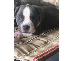 Bully puppies for Sale - one Male & one female left - 5
