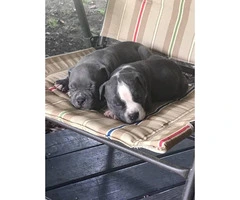 Bully puppies for Sale - one Male & one female left - 6