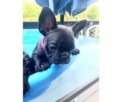8 weeks old French Bulldog Puppies for Sale - 1