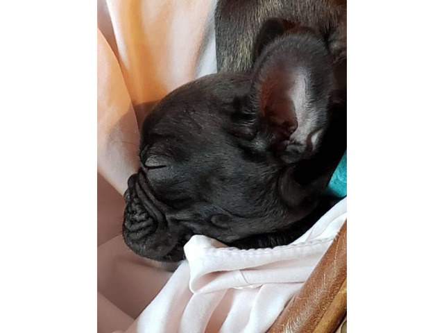 8 weeks old French Bulldog Puppies for Sale in Macon