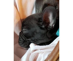 8 weeks old French Bulldog Puppies for Sale - 2