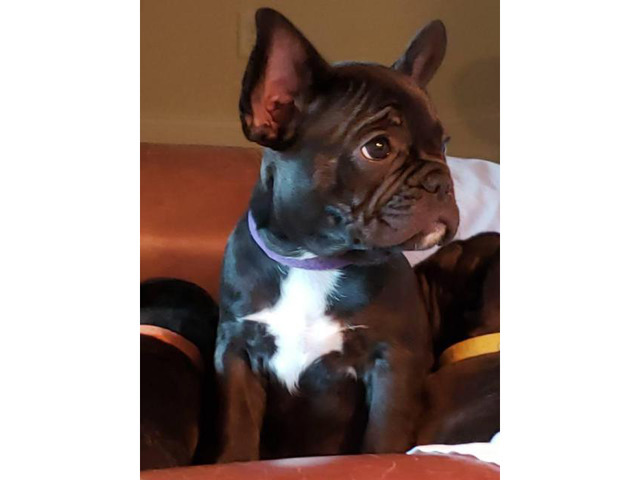 8 weeks old French Bulldog Puppies for Sale in Macon