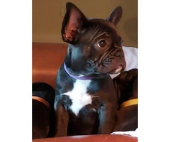 8 weeks old French Bulldog Puppies for Sale - 4