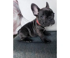 8 weeks old French Bulldog Puppies for Sale - 5