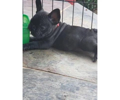 8 weeks old French Bulldog Puppies for Sale - 6