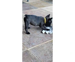 8 weeks old French Bulldog Puppies for Sale - 7