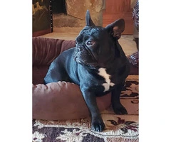 8 weeks old French Bulldog Puppies for Sale - 8