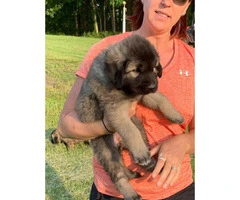 5 Anatolian Shepard puppies for sale