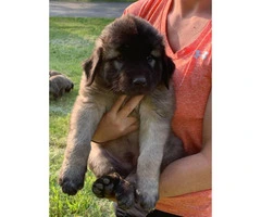 5 Anatolian Shepard puppies for sale - 2