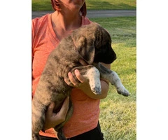 5 Anatolian Shepard puppies for sale - 3