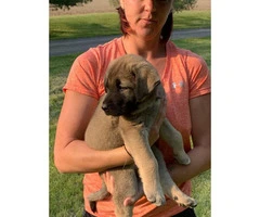 5 Anatolian Shepard puppies for sale - 4