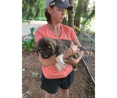 5 Anatolian Shepard puppies for sale - 5