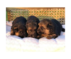 Adorable German Shepherds for sale - 5