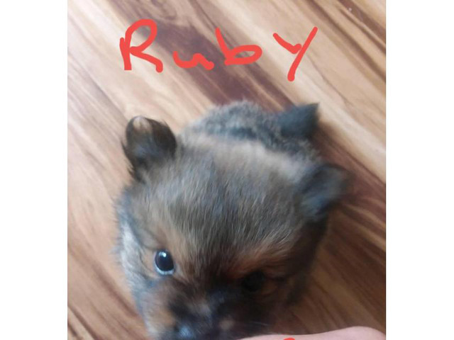 7 week old purebred pomeranian puppies in Columbus, Ohio - Puppies for