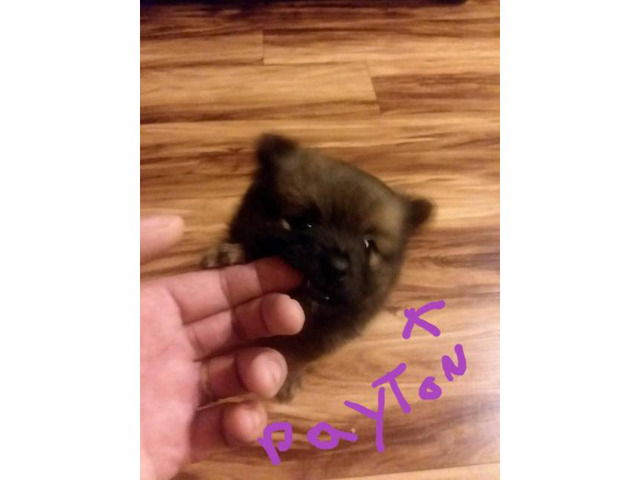 7 week old purebred pomeranian puppies in Columbus, Ohio - Puppies for Sale Near Me
