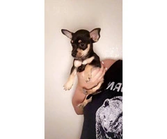 Male Deer Head Chihuahua Pup for Sale