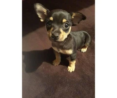 Male Deer Head Chihuahua Pup for Sale - 2