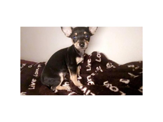 Male Deer Head Chihuahua Pup for Sale in Sierra Vista
