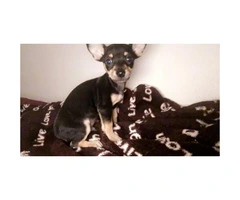 Male Deer Head Chihuahua Pup for Sale - 4