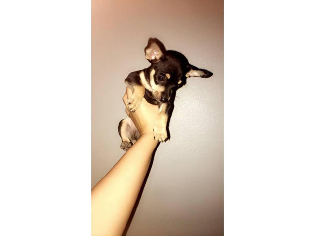 Male Deer Head Chihuahua Pup for Sale in Sierra Vista