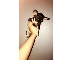 Male Deer Head Chihuahua Pup for Sale - 8