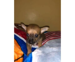 Chorkie puppies for sale (2 males )