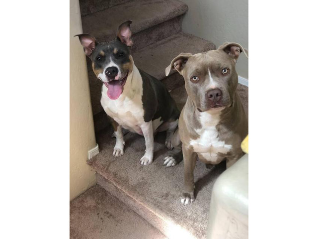 Lovely Bluenose Pitbull Male In Phoenix Arizona Puppies For Sale Near Me