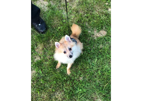 Pomsky baby, 3 months old