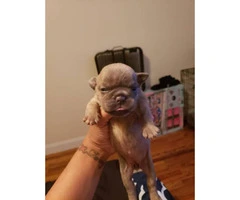 American Bully puppies $2000