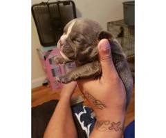 American Bully puppies $2000 - 2