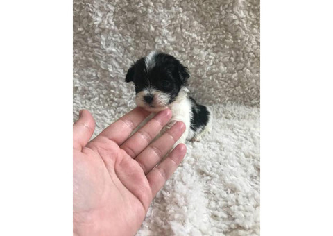 Female Teacup Mini Poodle puppy 2 months old