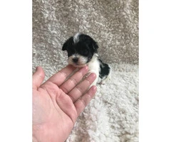 Female Teacup Mini Poodle puppy 2 months old - 1