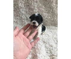 Female Teacup Mini Poodle puppy 2 months old - 2