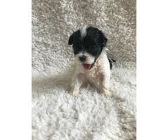 Female Teacup Mini Poodle puppy 2 months old - 3