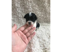 Female Teacup Mini Poodle puppy 2 months old - 4