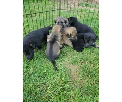 AKC German Shepherd puppies 4 males and 3 females - 1