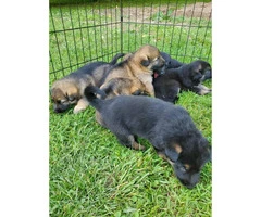 AKC German Shepherd puppies 4 males and 3 females - 2