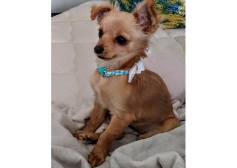 6 month old chorkie up for rehome