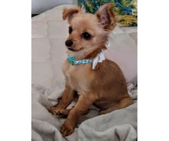6 month old chorkie up for rehome