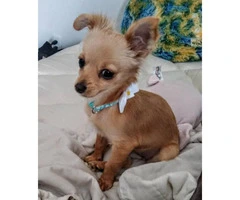 6 month old chorkie up for rehome - 2