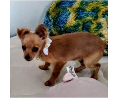 6 month old chorkie up for rehome - 3