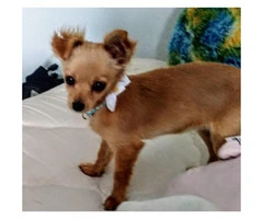 6 month old chorkie up for rehome - 4