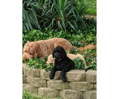 2 golden doodle puppies for sale - 14