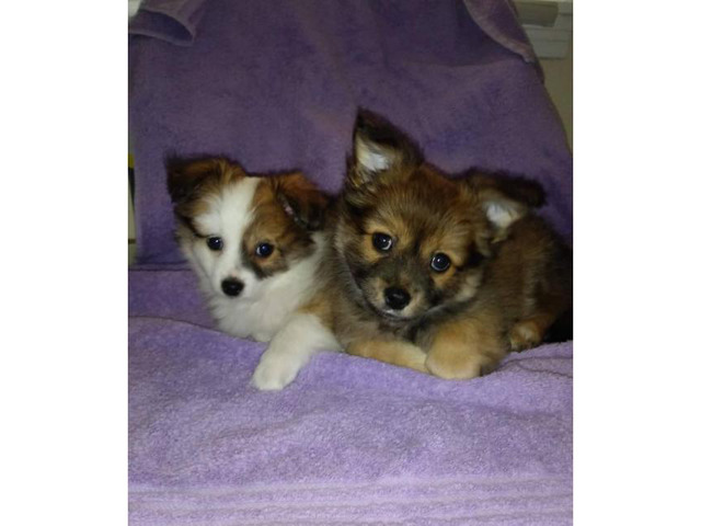 Two male Pomchi puppies 10 weeks old for sale in Atlanta